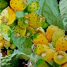 Chumbos 3